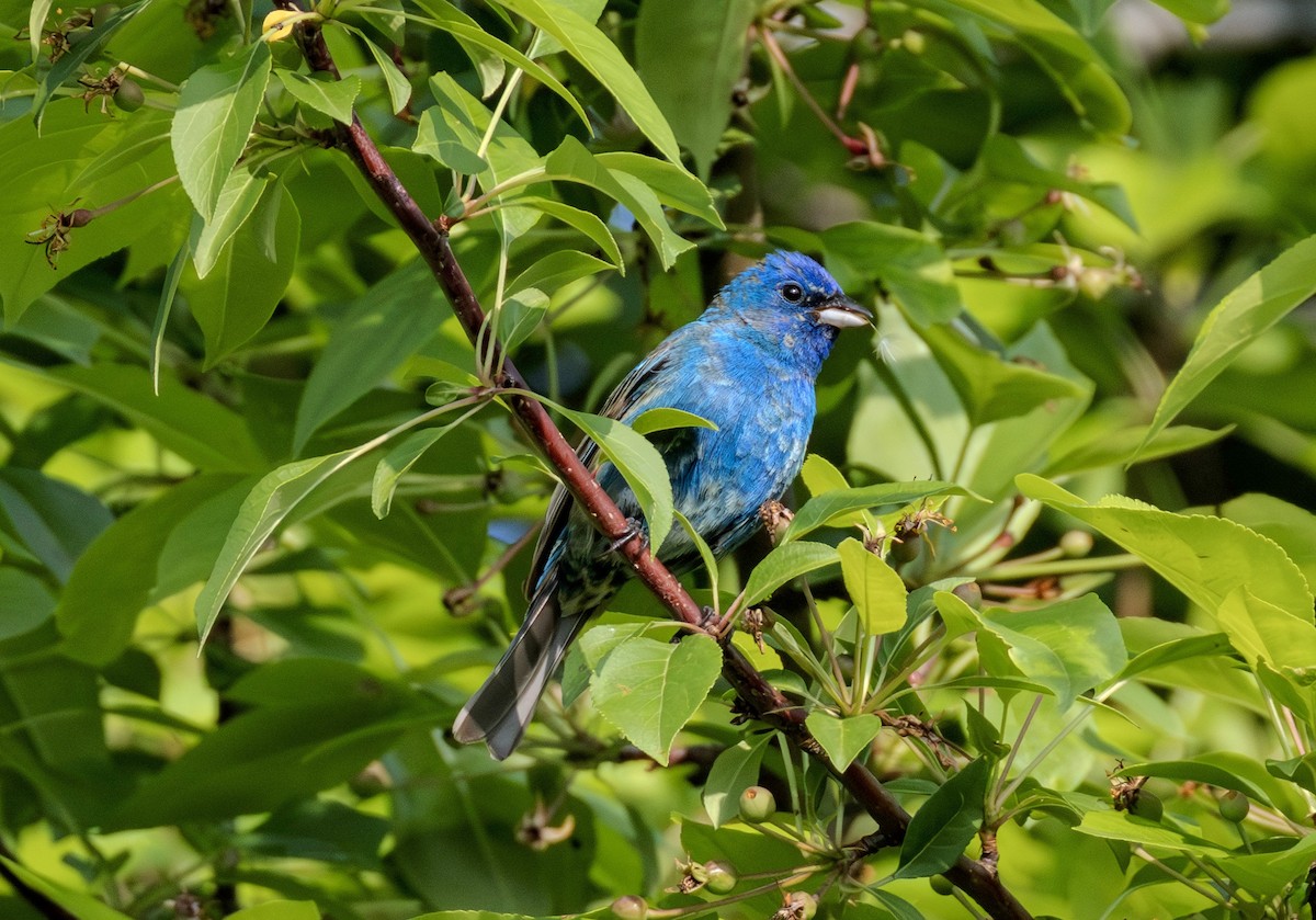 Indigo Bunting - ML636955528