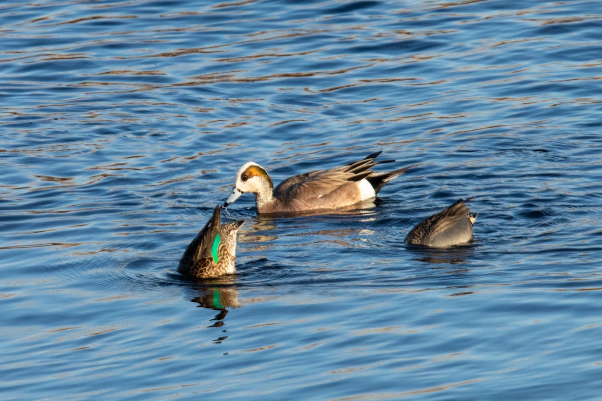 Американская свиязь - ML636955530