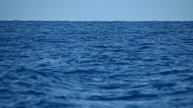 Black-capped Petrel - ML636955577