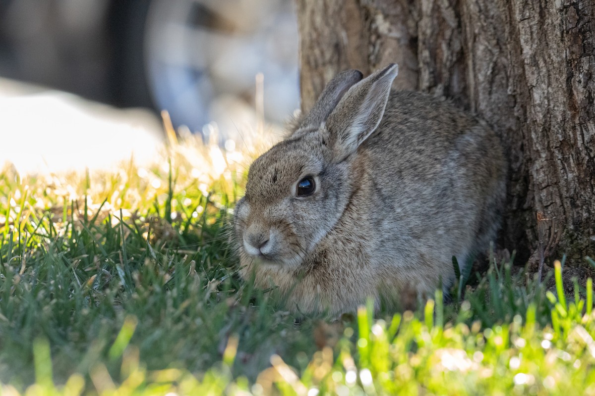 ML636955581 - Cottontail Rabbits - Macaulay Library