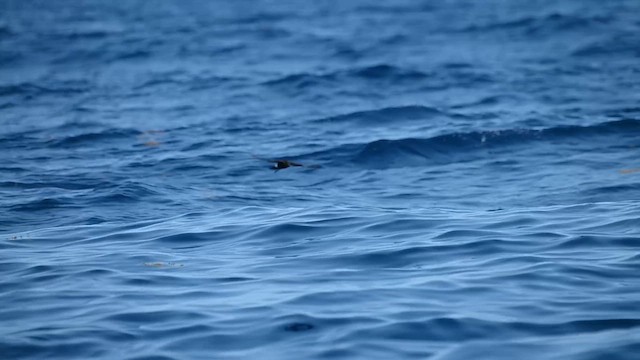 Wilson's Storm-Petrel - ML636955583