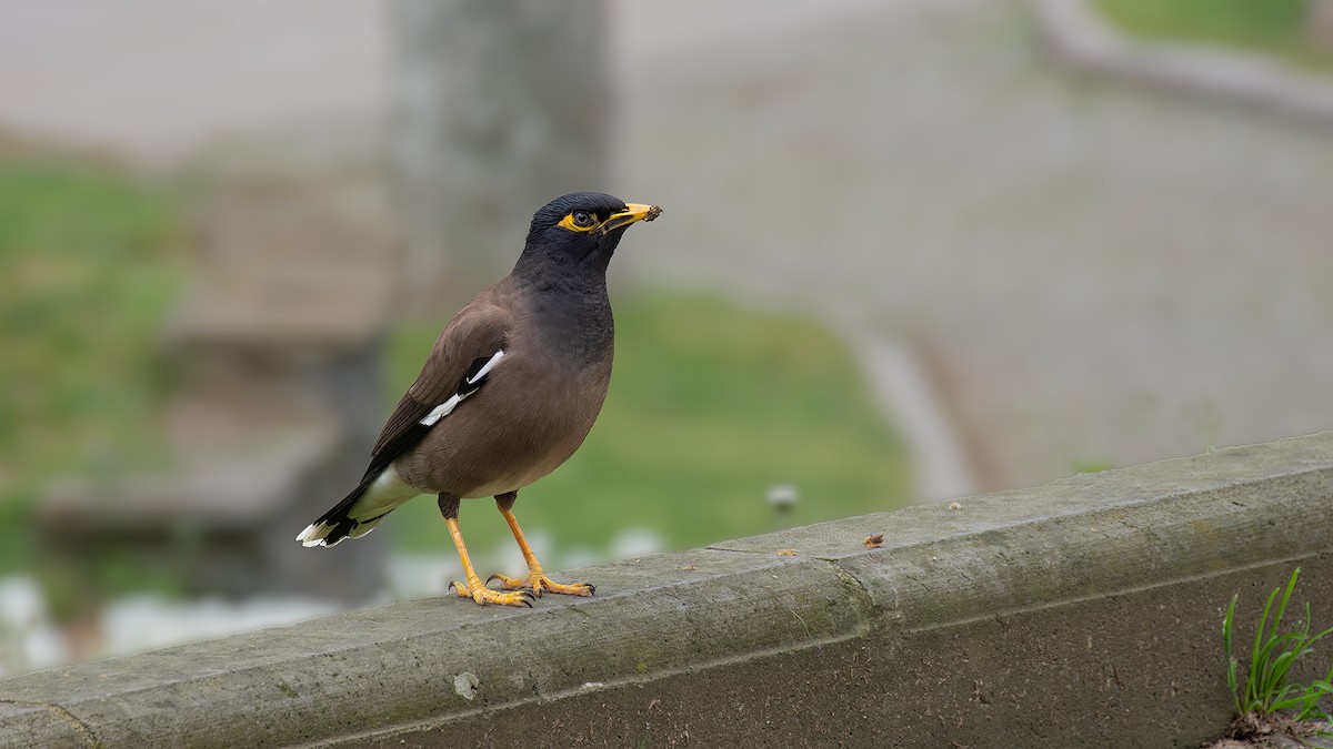 Common Myna - ML636955605