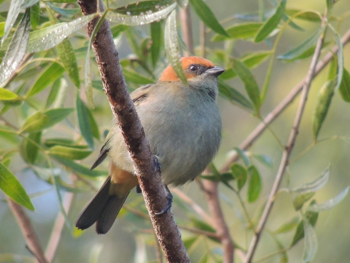Chestnut-backed Tanager - ML636955609