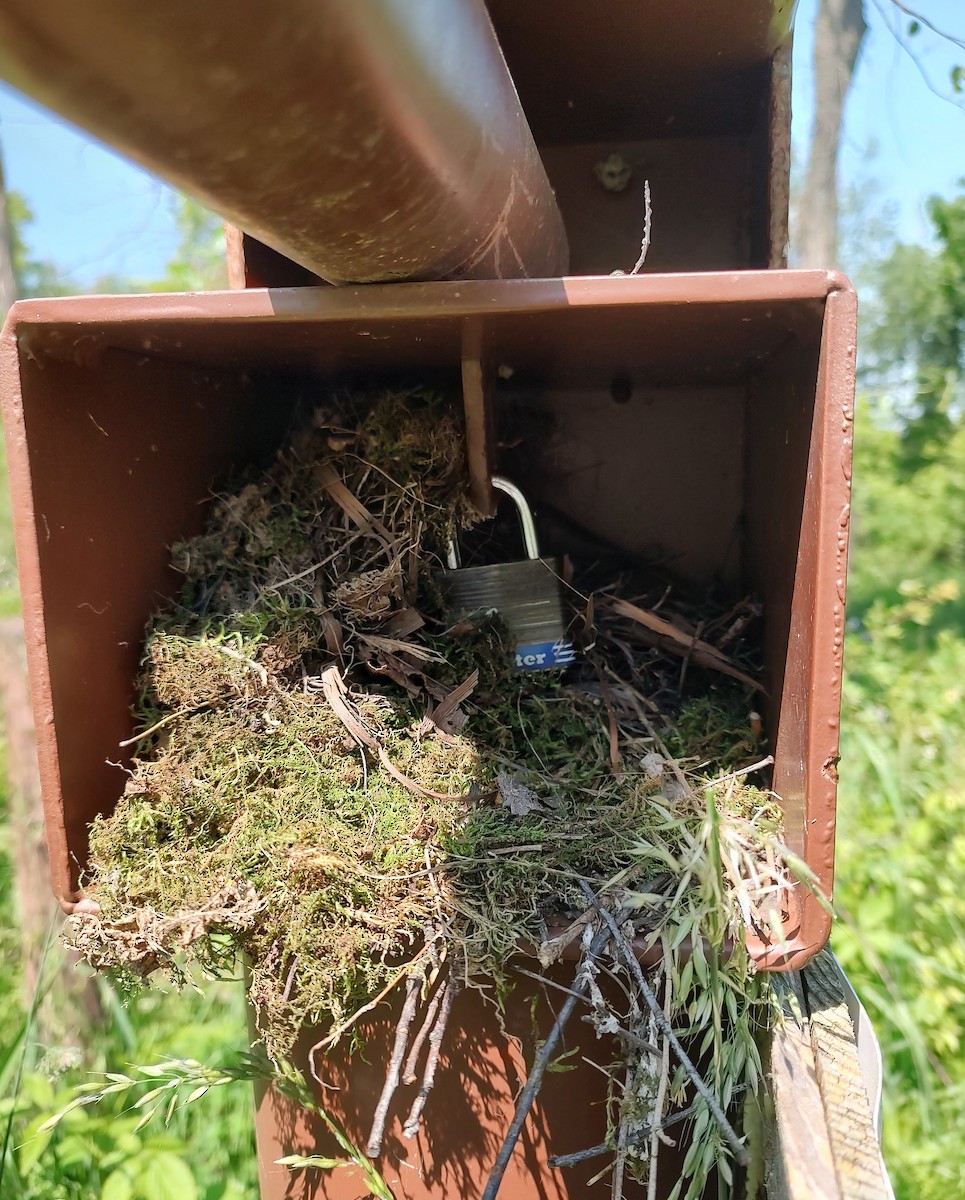 Northern House Wren - ML636955680