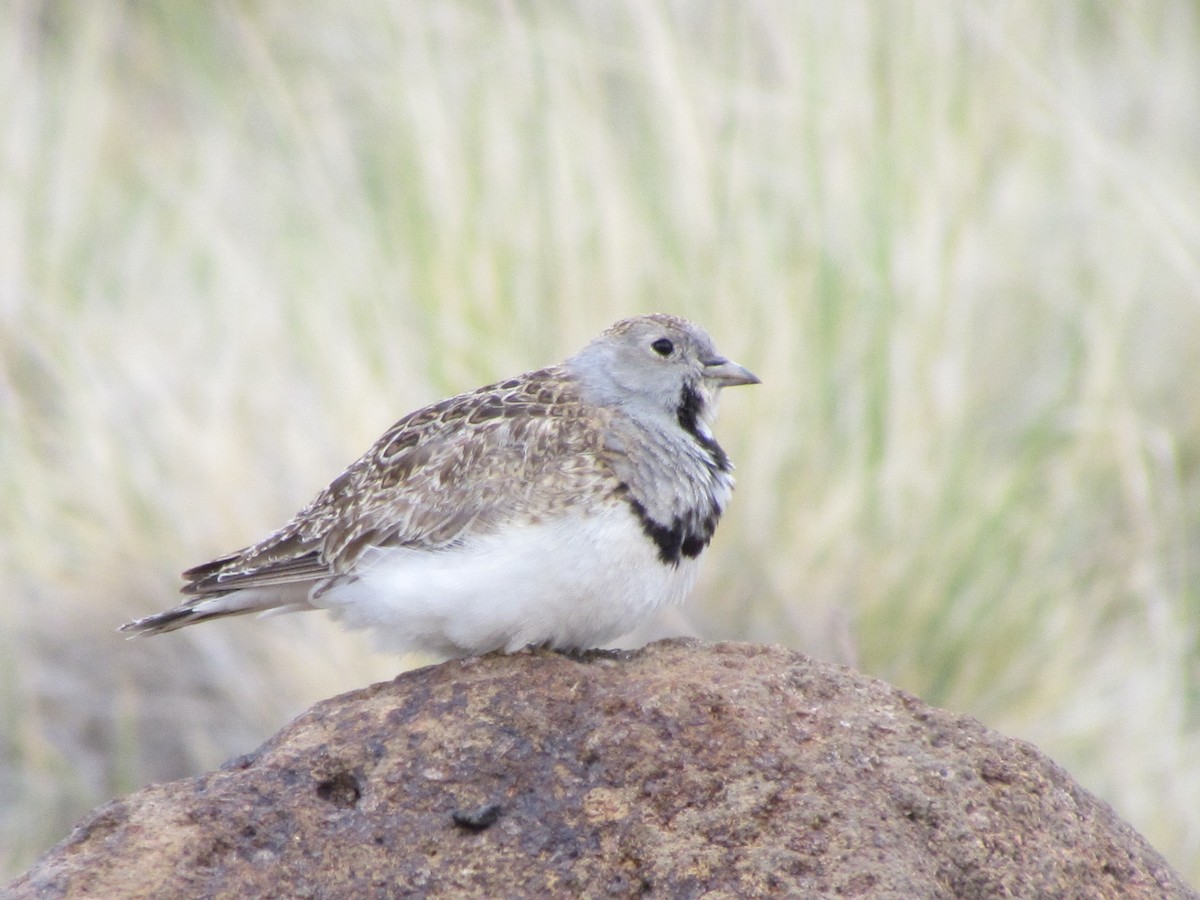 Least Seedsnipe - ML636956000
