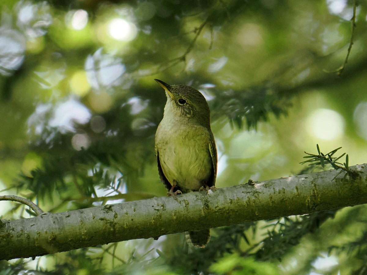 Northern House Wren - ML636956010