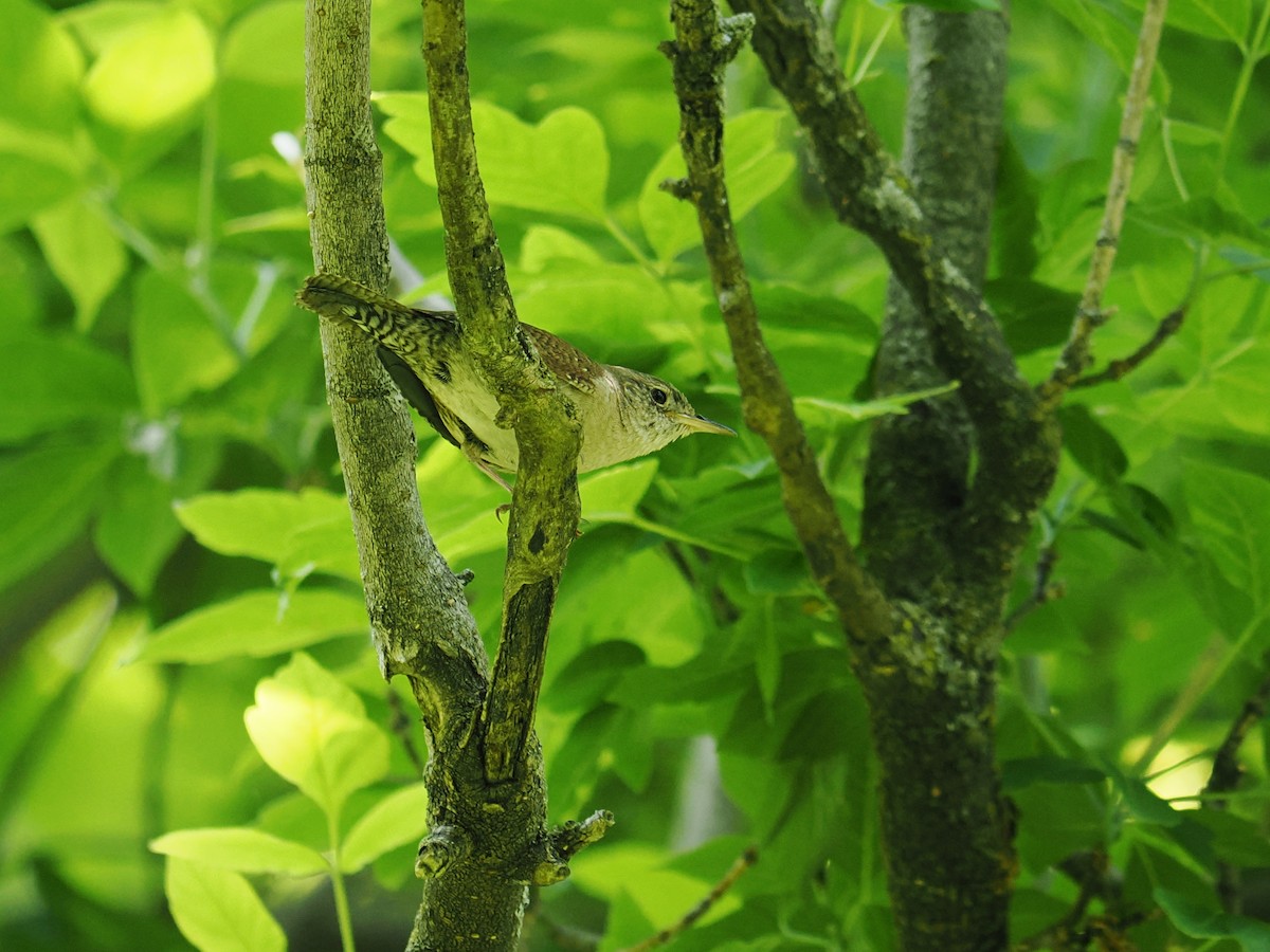 Northern House Wren - ML636956011