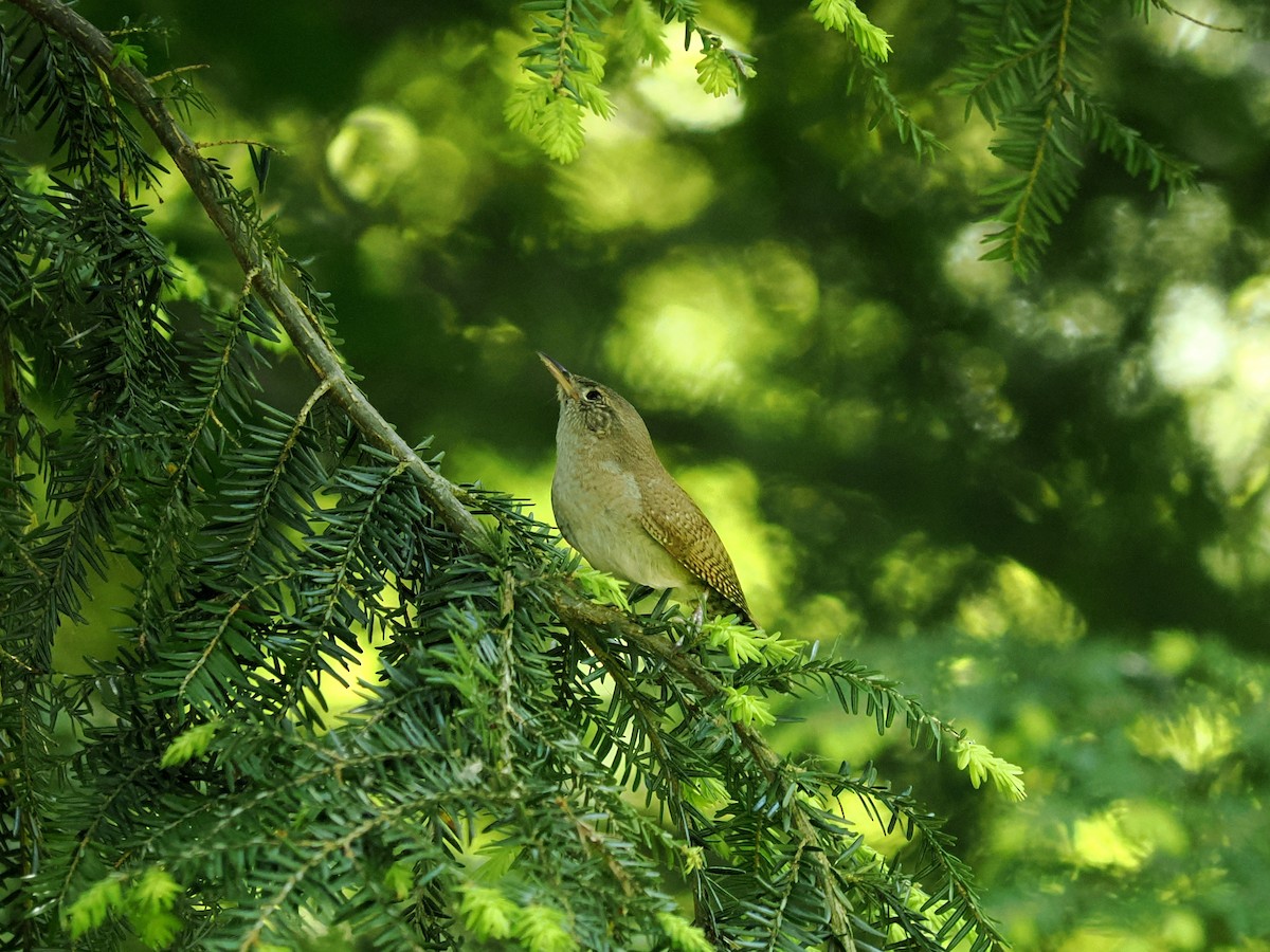 Northern House Wren - ML636956013