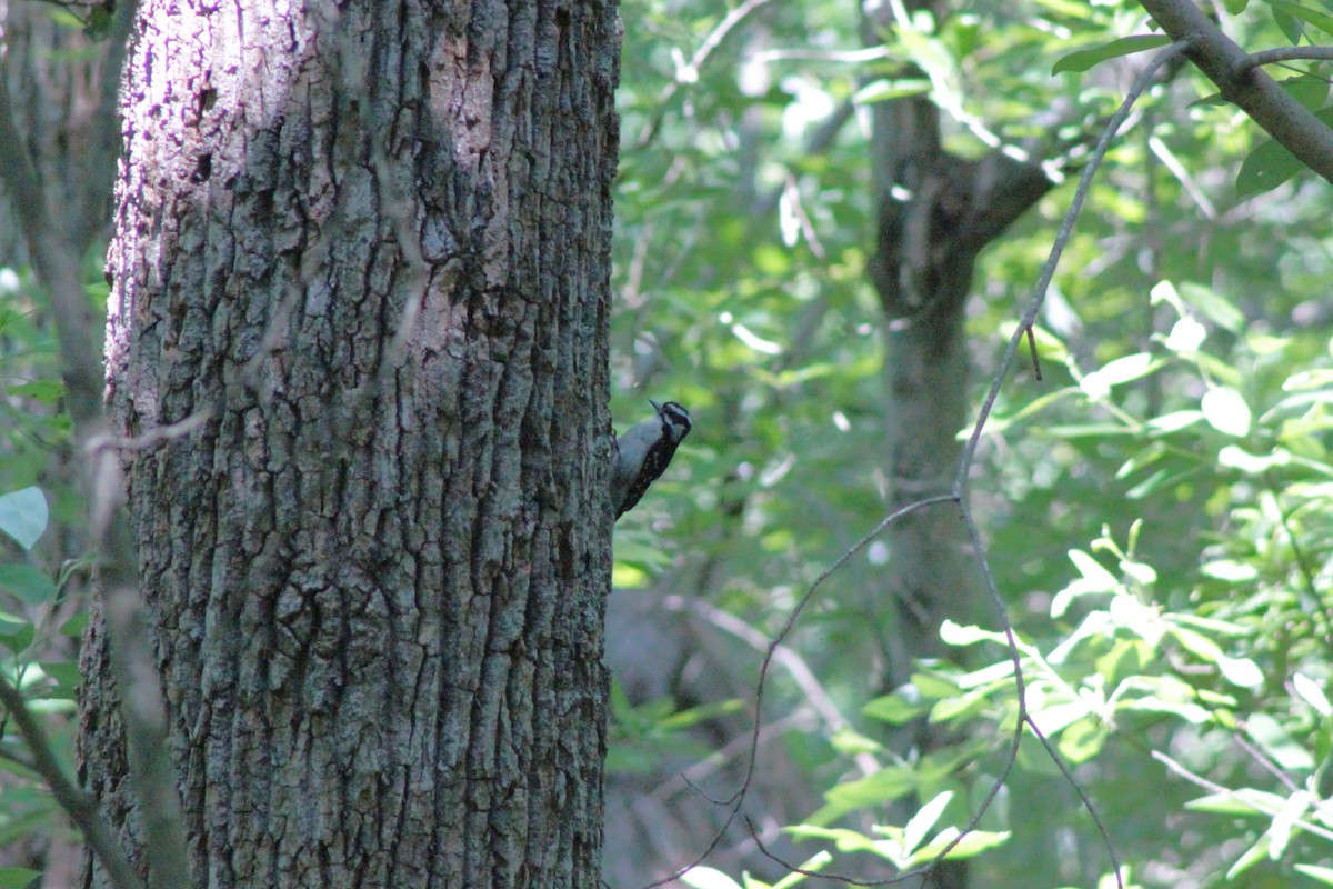 Downy Woodpecker - ML636956014