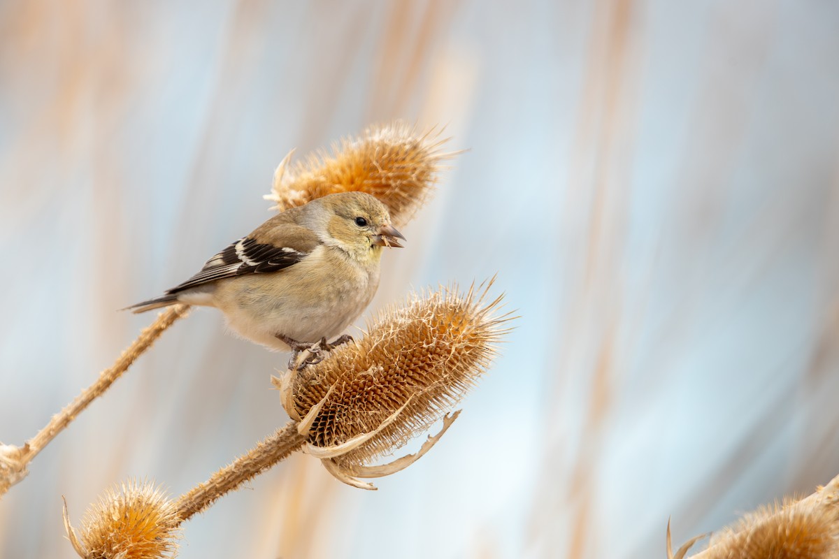 American Goldfinch - ML636956015