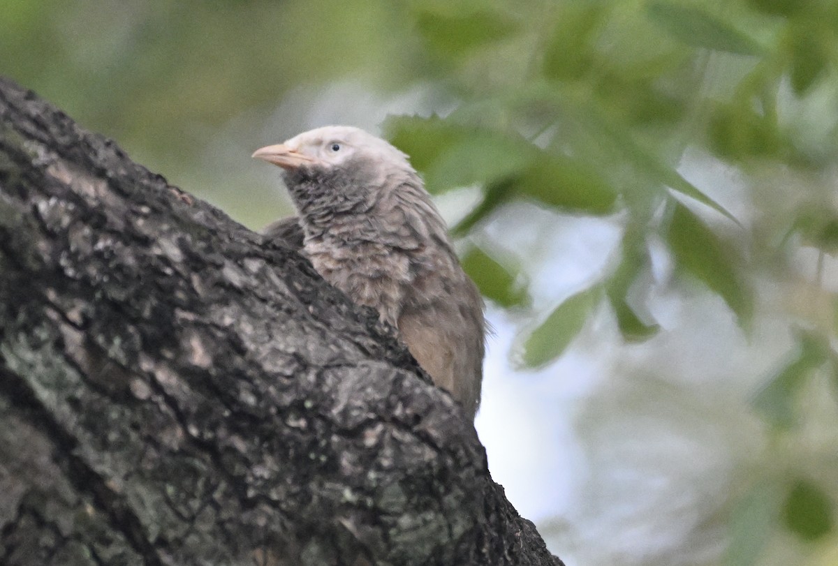 Yellow-billed Babbler - ML636956020