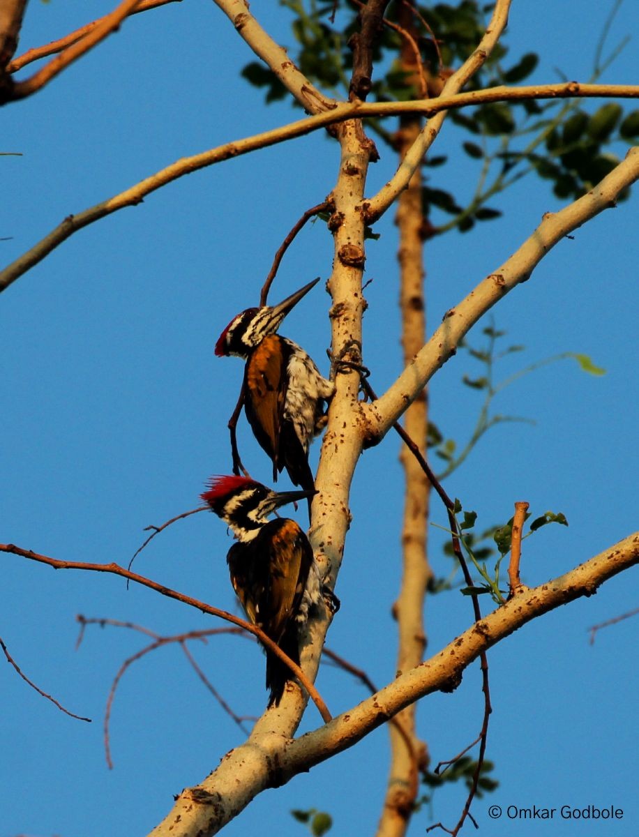 White-naped Woodpecker - ML636956024