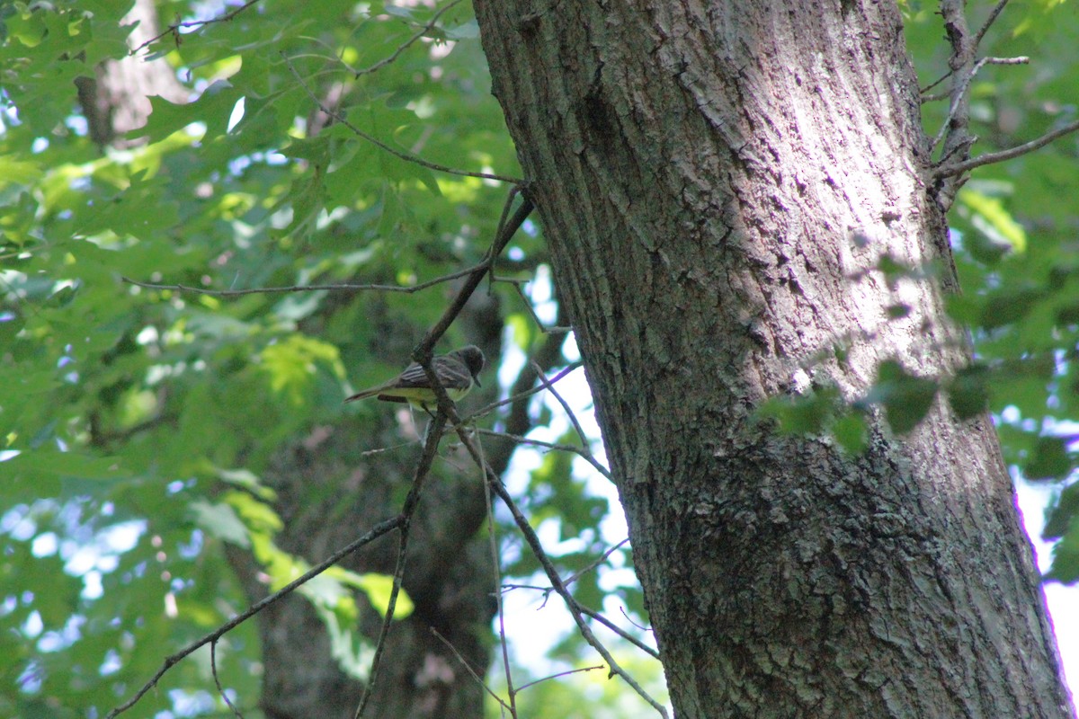 Great Crested Flycatcher - ML636956037