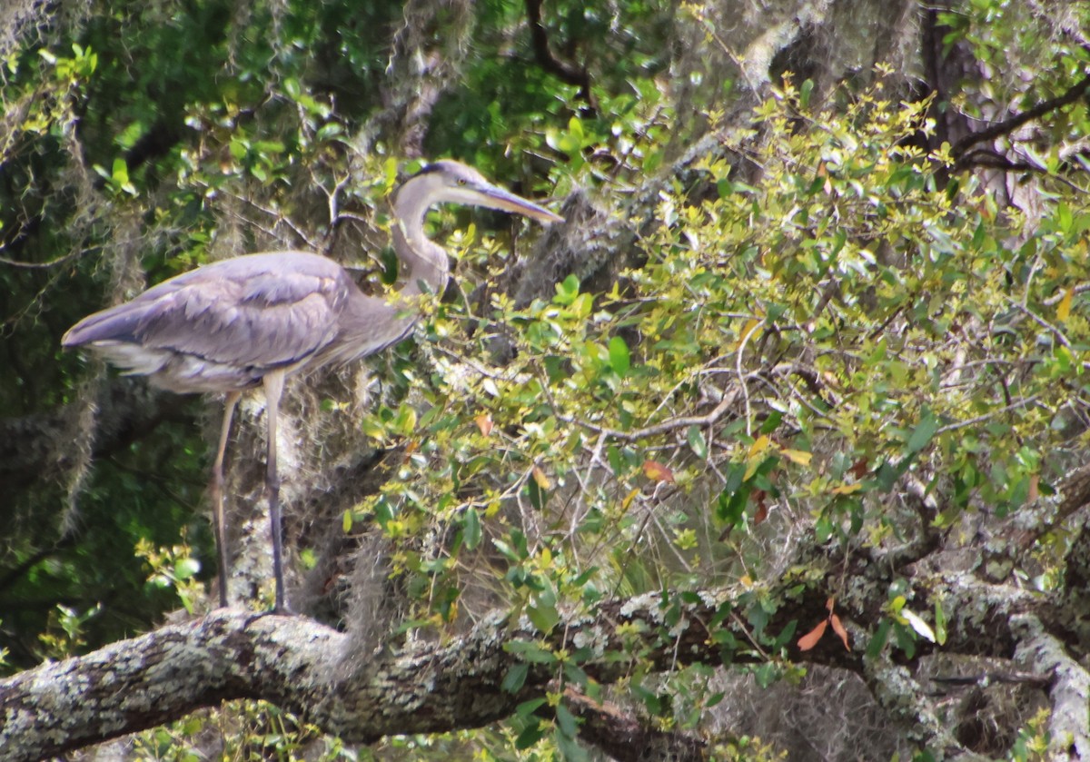 Great Blue Heron (Great Blue) - ML636956038