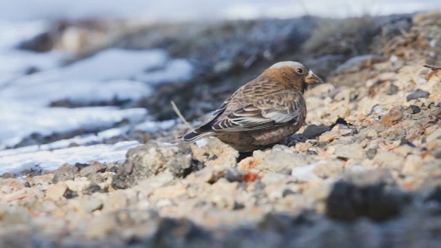 grånakkefjellfink (tephrocotis gr.) - ML636956077