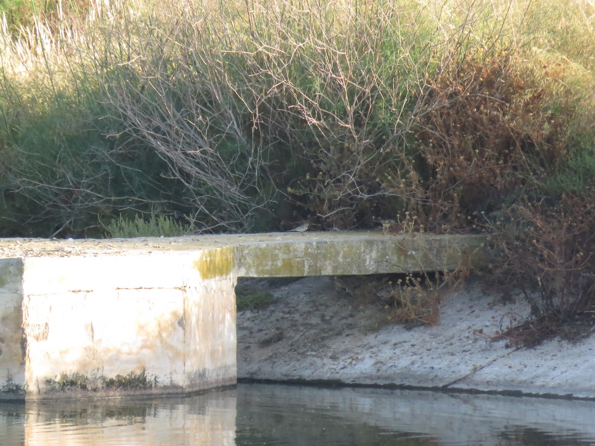 Bergeronnette printanière (iberiae/cinereocapilla/pygmaea) - ML636956118