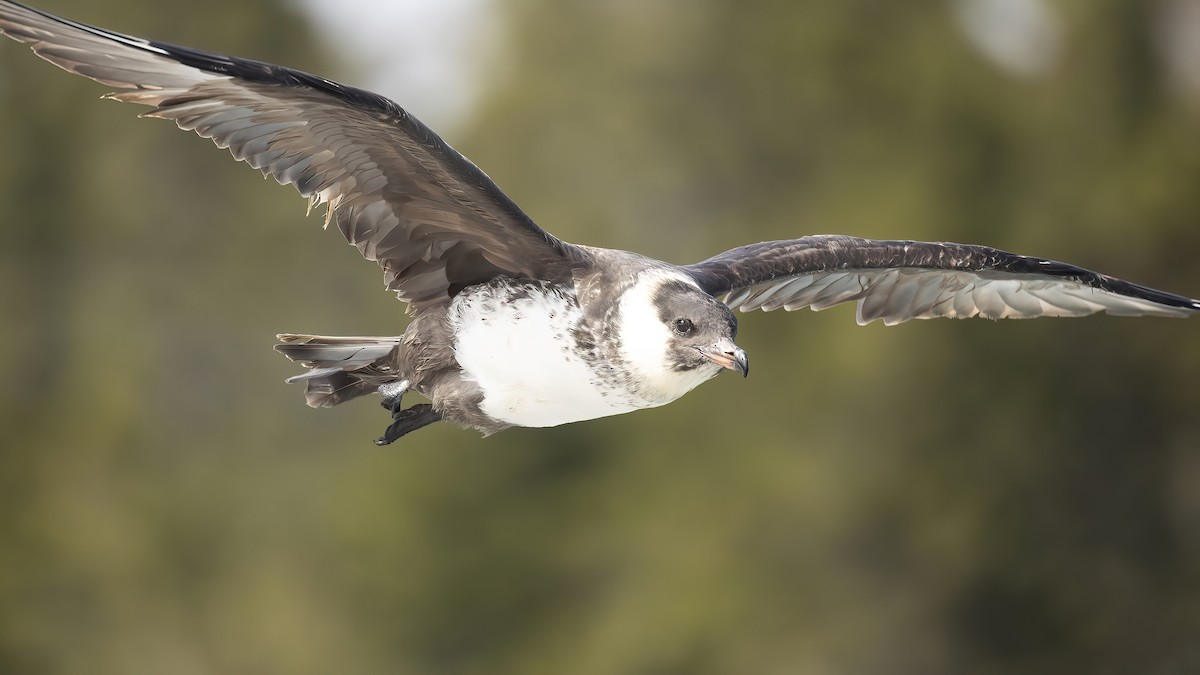 Pomarine Jaeger - ML636956130