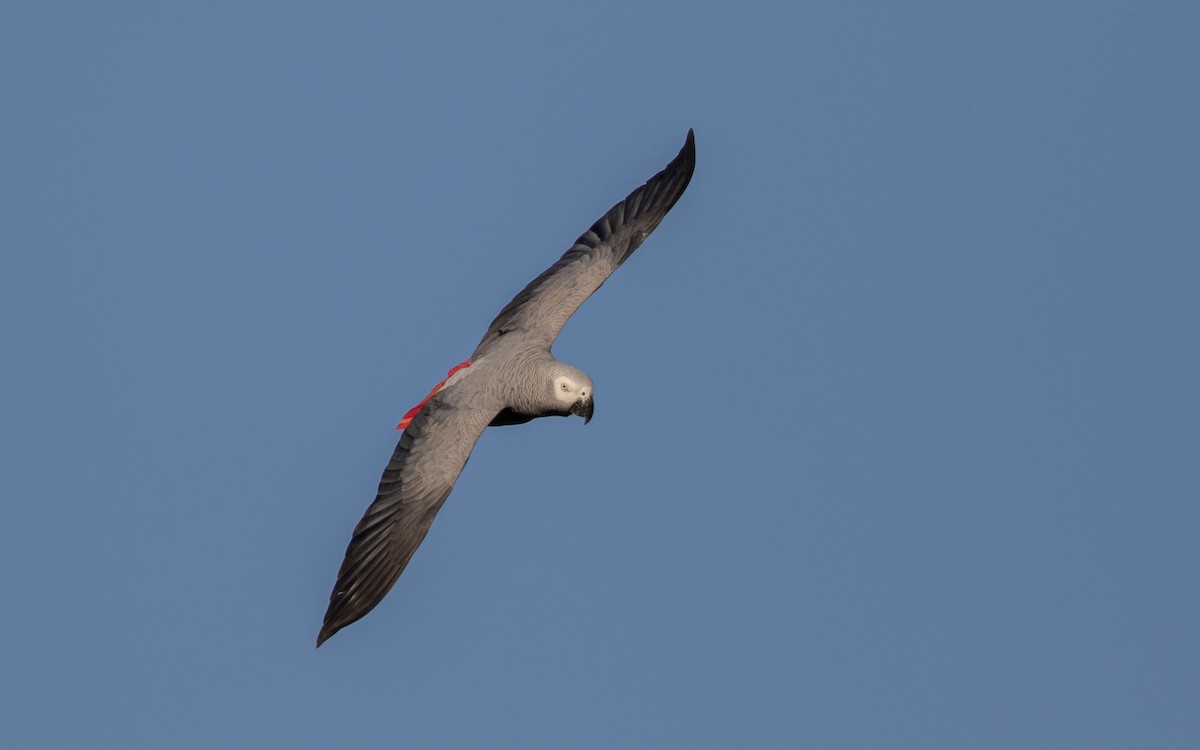 Gray Parrot - ML636956131