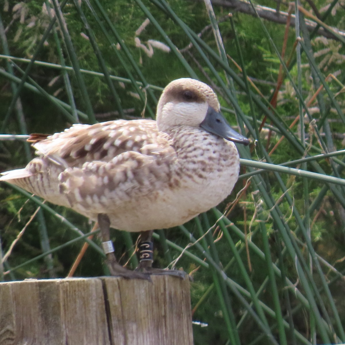 Marbled Duck - ML636956135