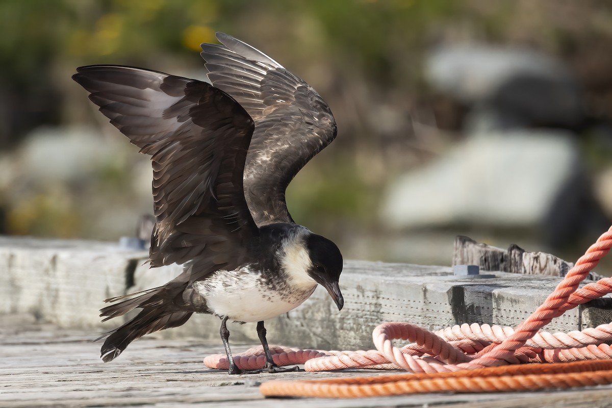 Pomarine Jaeger - ML636956143