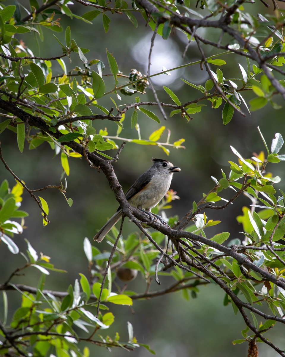 Black-crested Titmouse - ML636956159