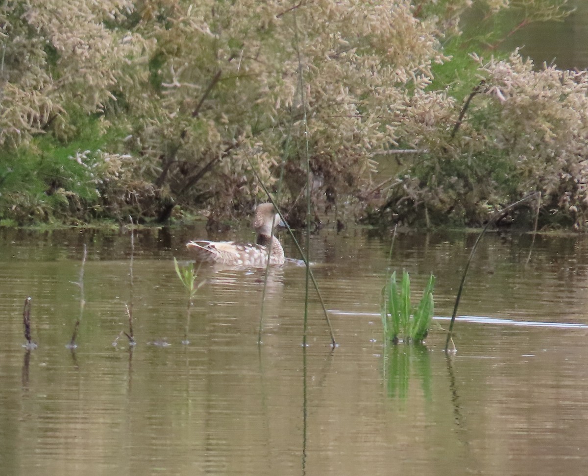 Marbled Duck - ML636956165