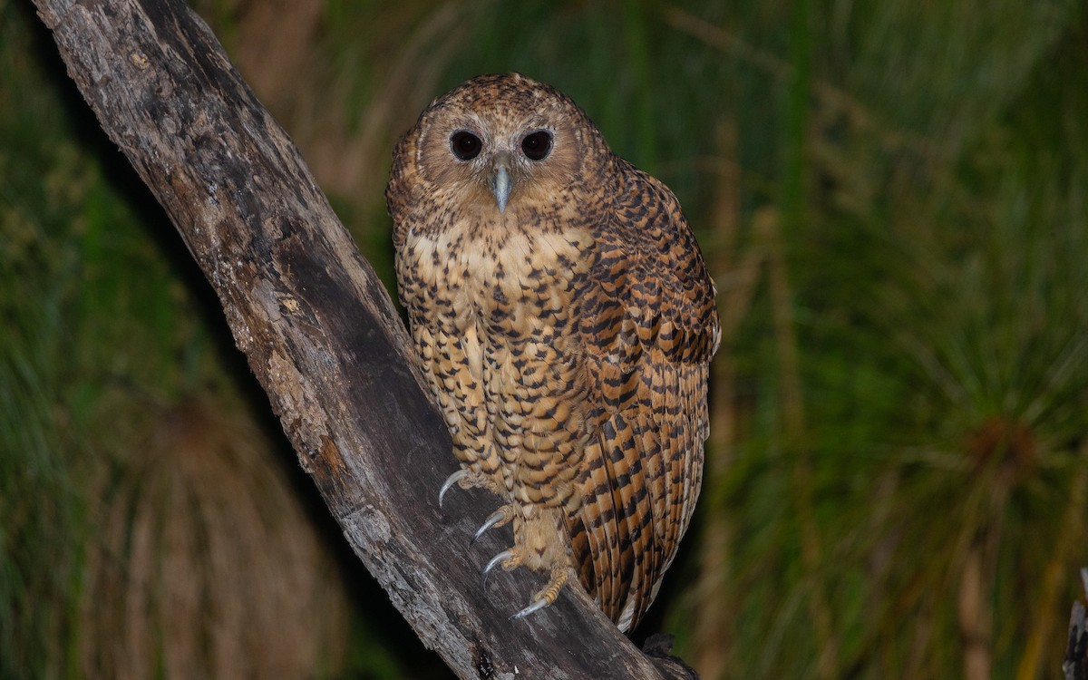 Pel's Fishing-Owl - ML636956245