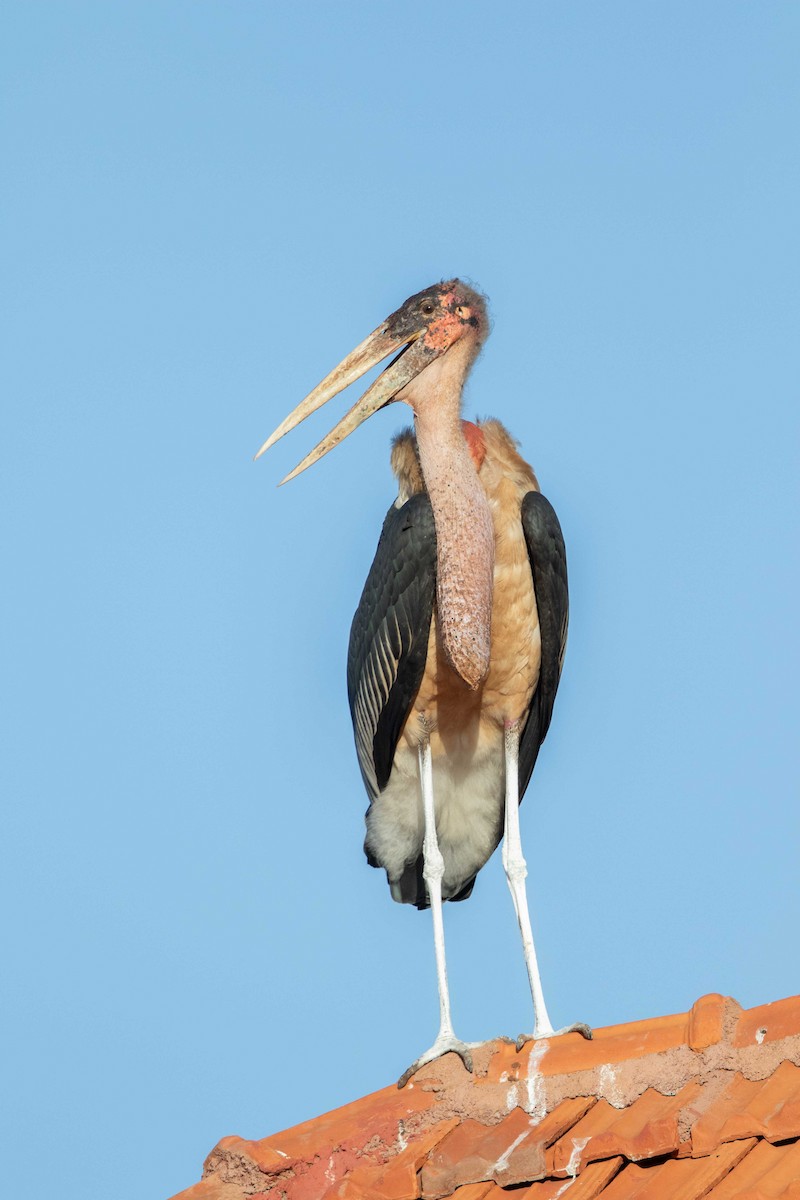 Marabou Stork - ML636956280