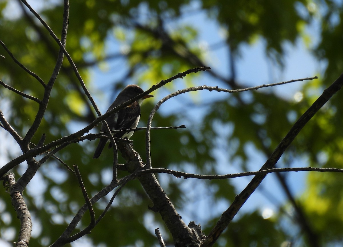 Olive-sided Flycatcher - ML636956439