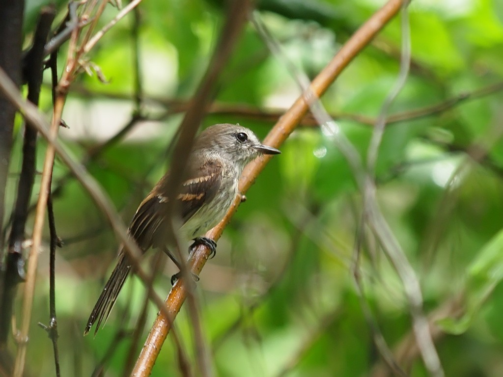 Tumbesian Tyrannulet - ML636956525