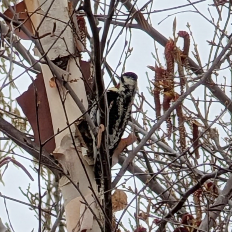 Downy/Hairy Woodpecker - ML636956616