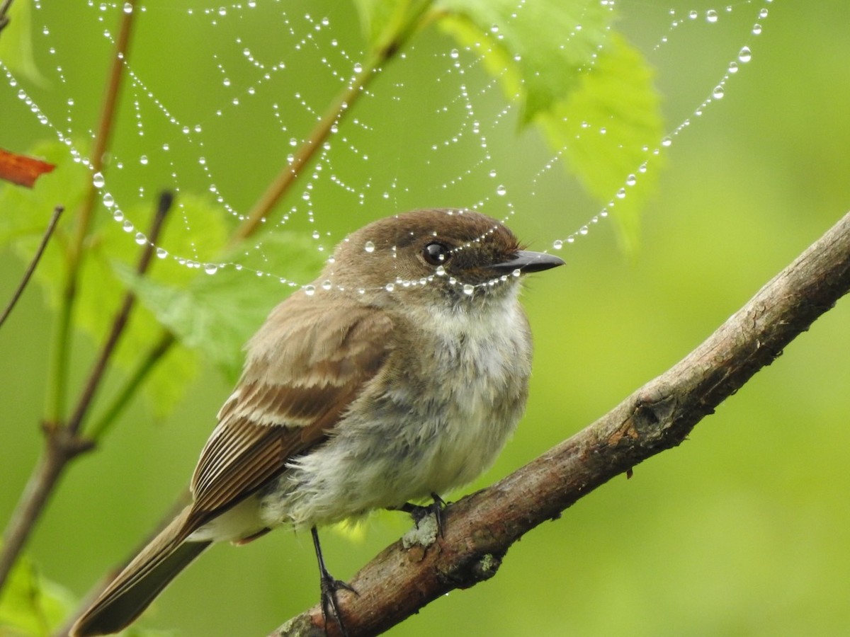 Eastern Phoebe - ML636956627