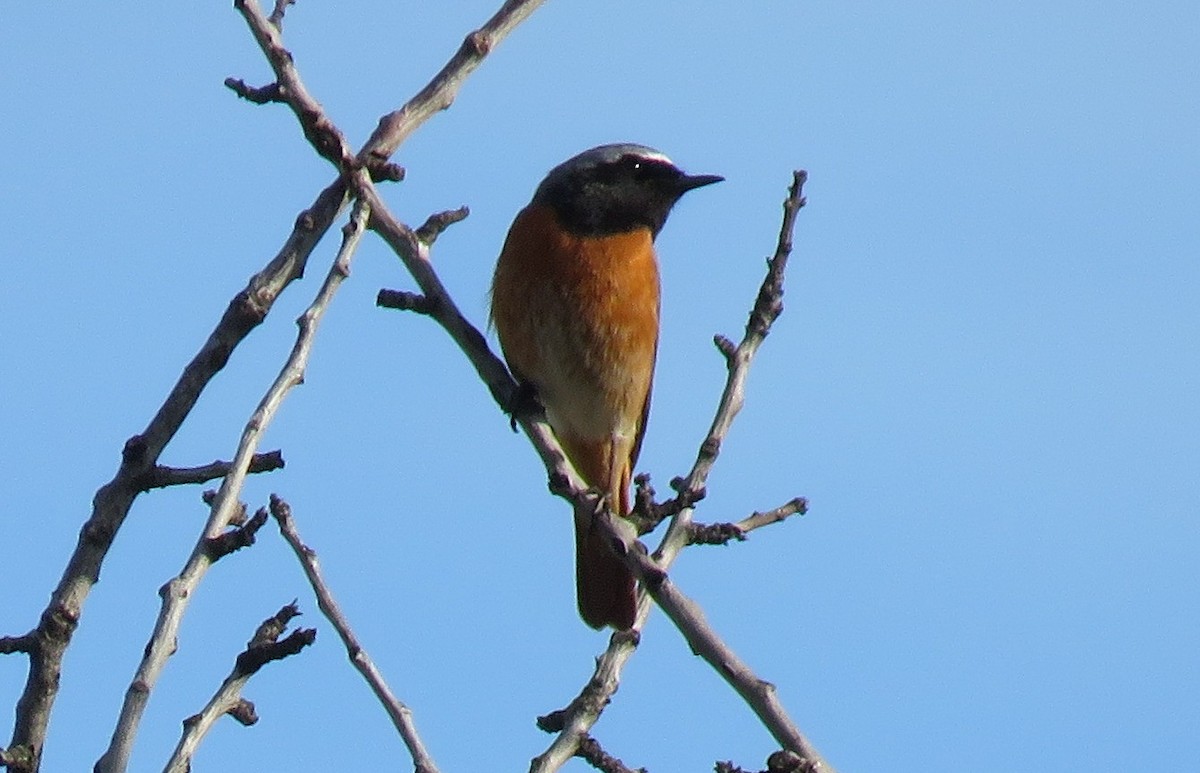 Common Redstart - ML636956650