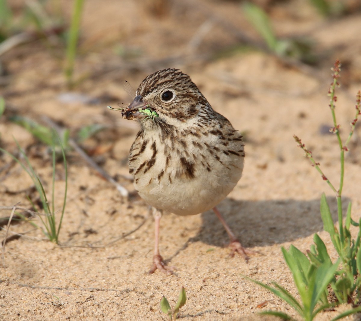 Vesper Sparrow - ML636956704