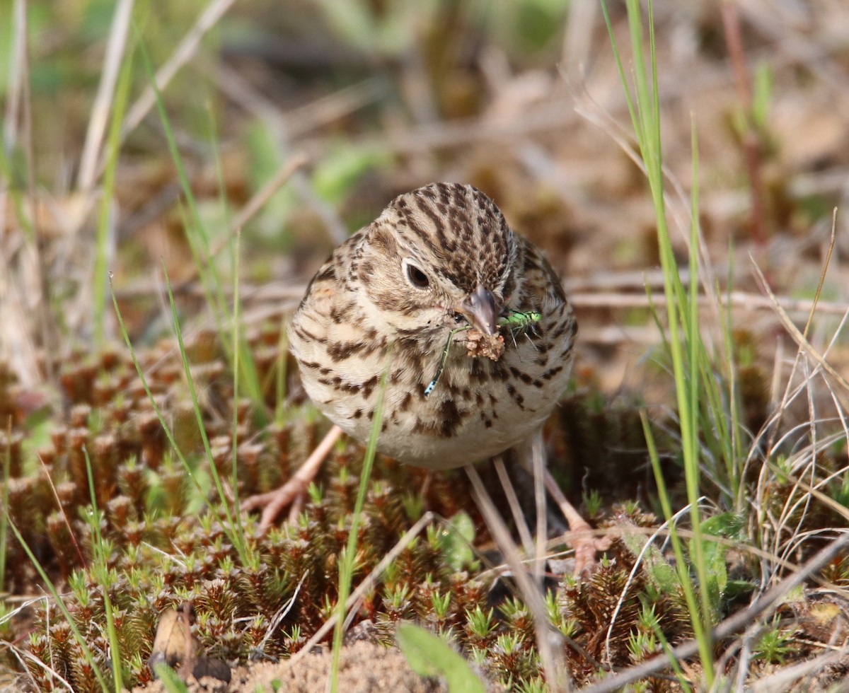 Vesper Sparrow - ML636956705