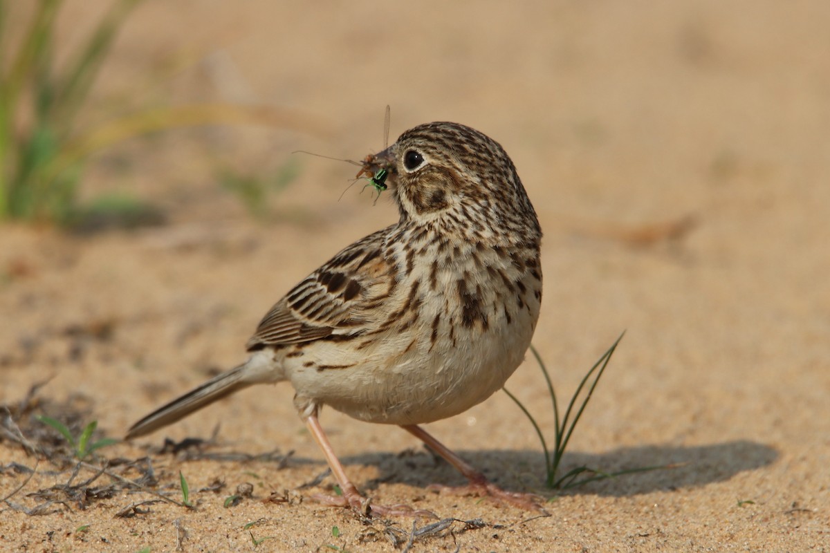 Vesper Sparrow - ML636956706