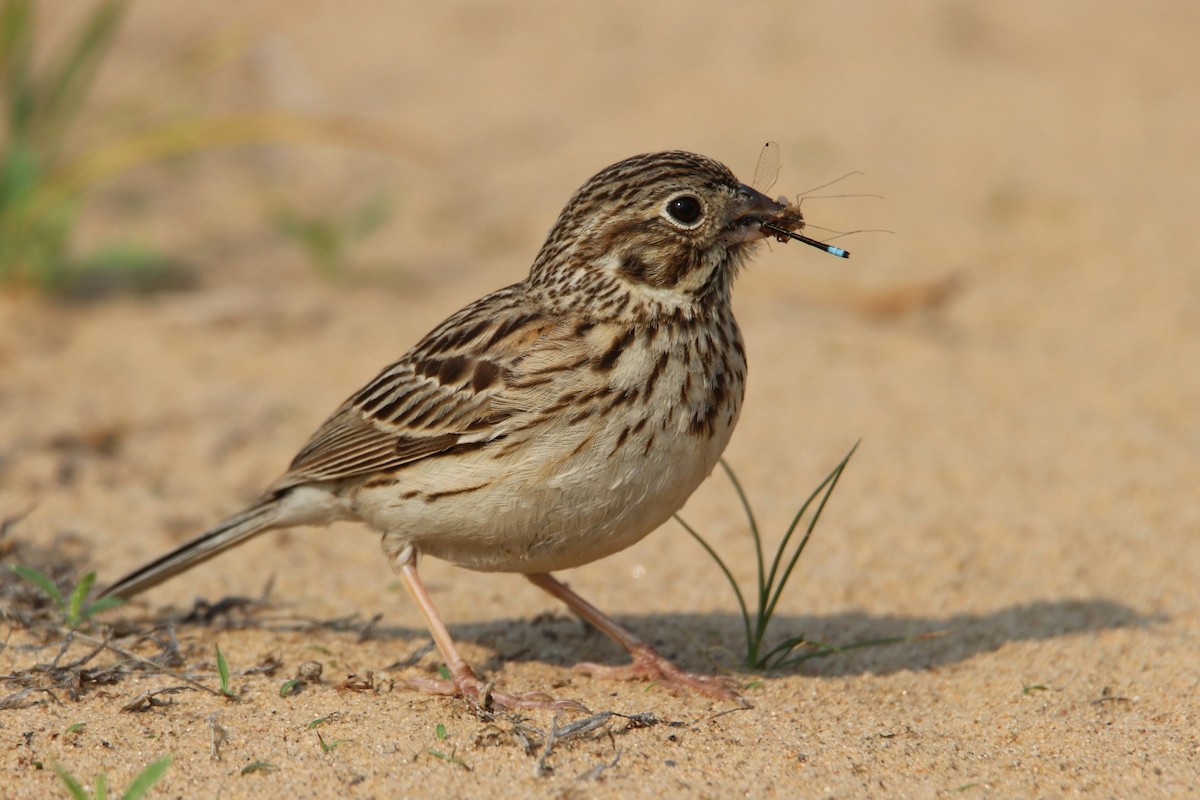 Vesper Sparrow - ML636956707