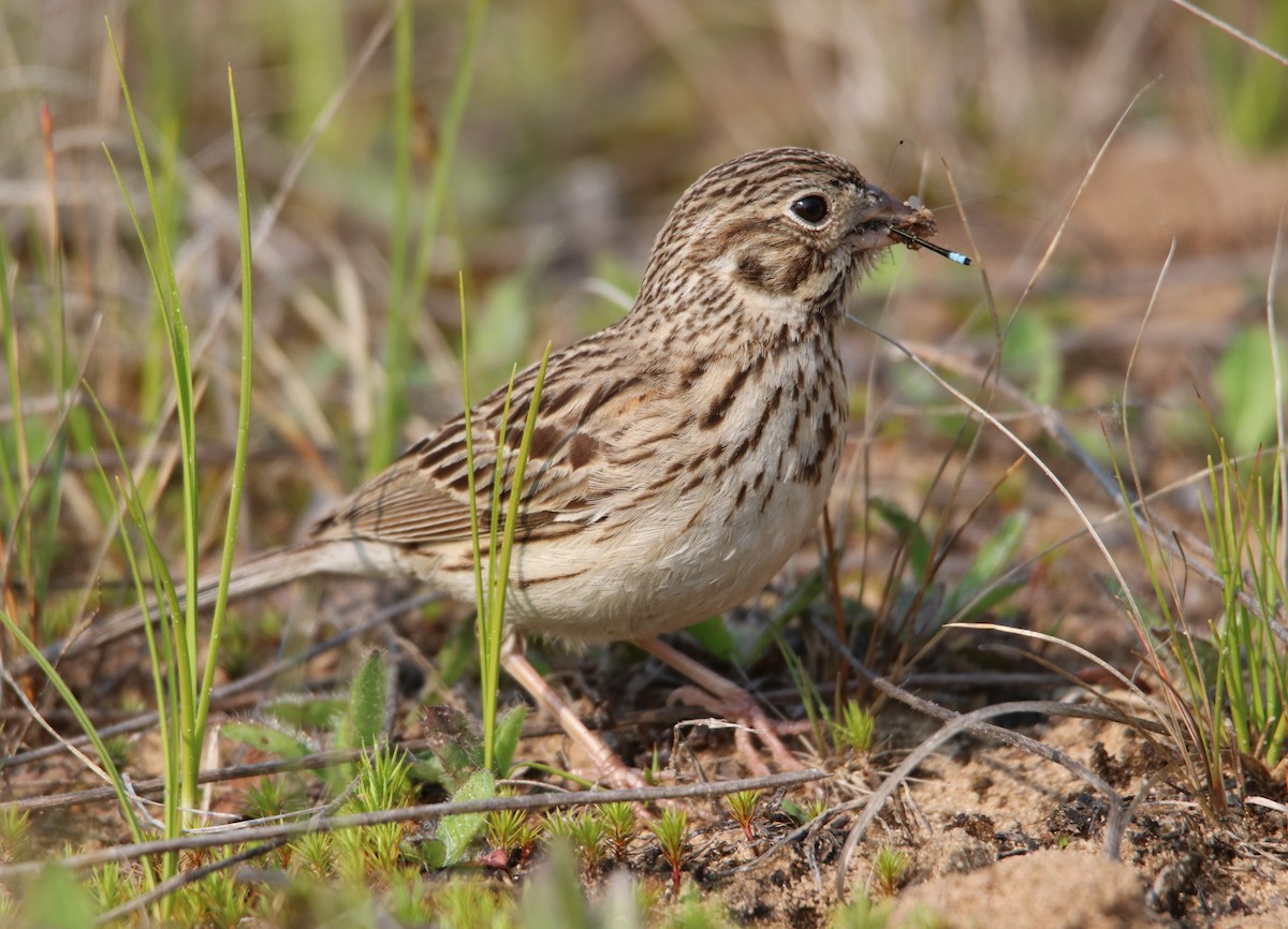 Vesper Sparrow - ML636956708