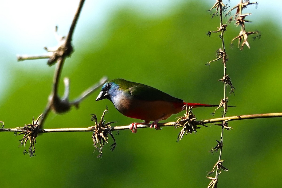 Pin-tailed Parrotfinch - ML636956718