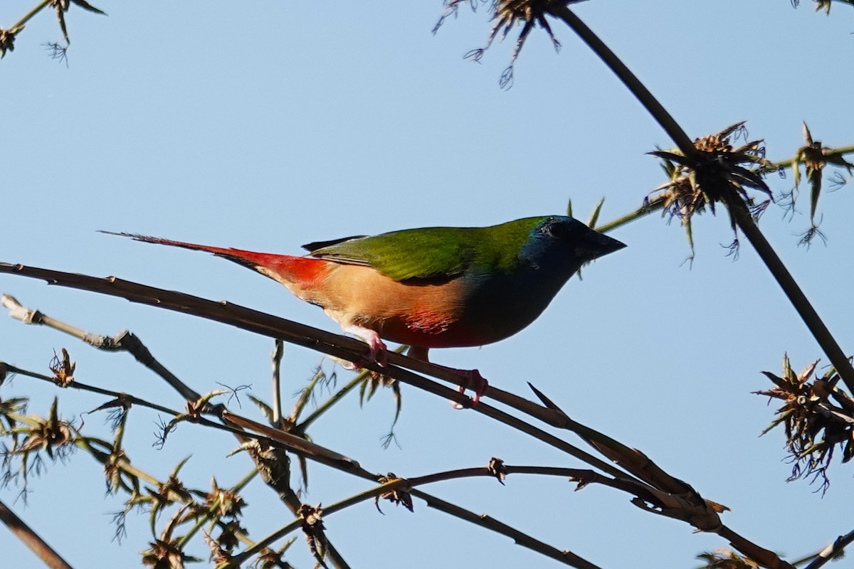Pin-tailed Parrotfinch - ML636956719