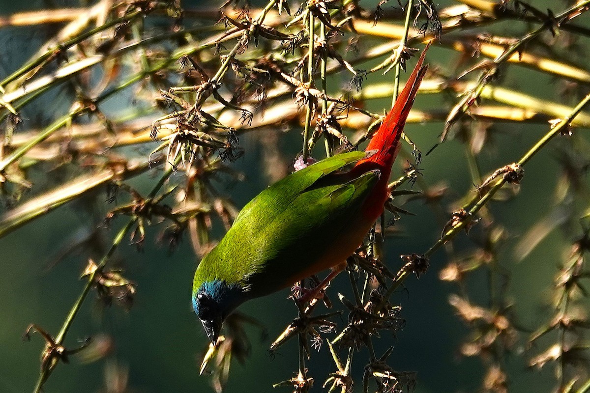 Pin-tailed Parrotfinch - ML636956720
