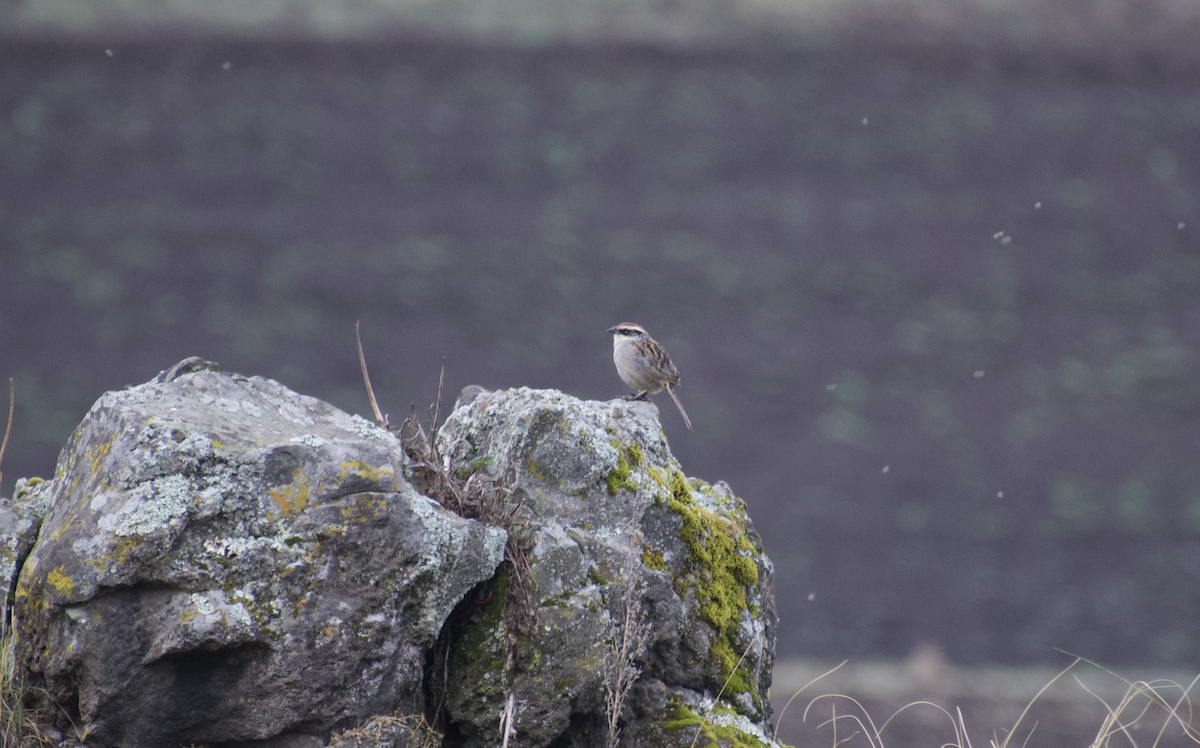 Striped Sparrow - ML636956768