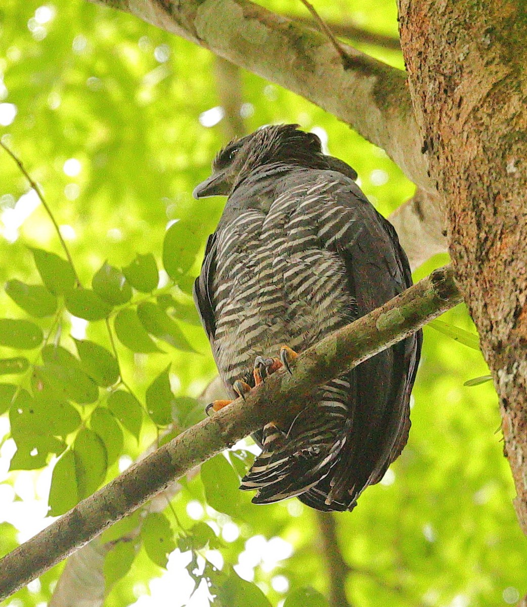 Crested Eagle - ML636956788