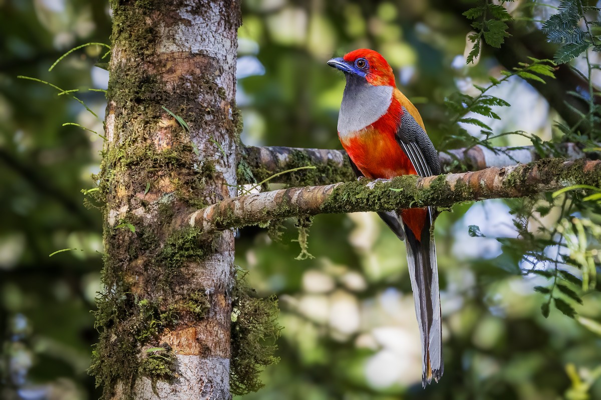 Whitehead's Trogon - Michael Ortner