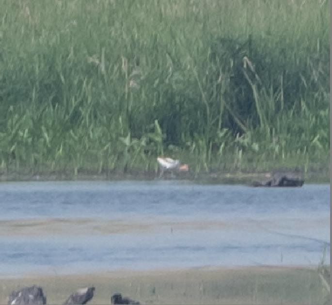 American Avocet - ML636956892