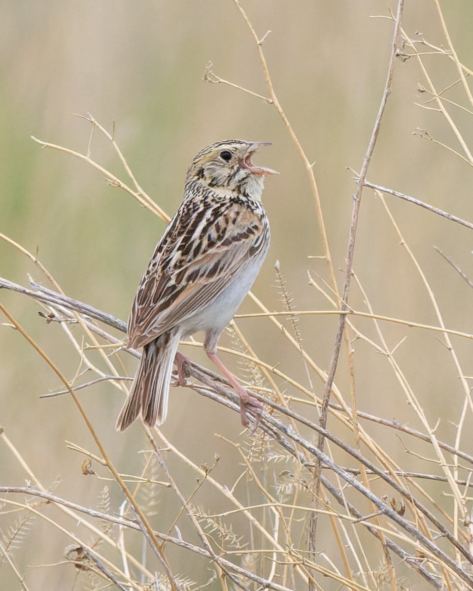 Baird's Sparrow - ML636956992