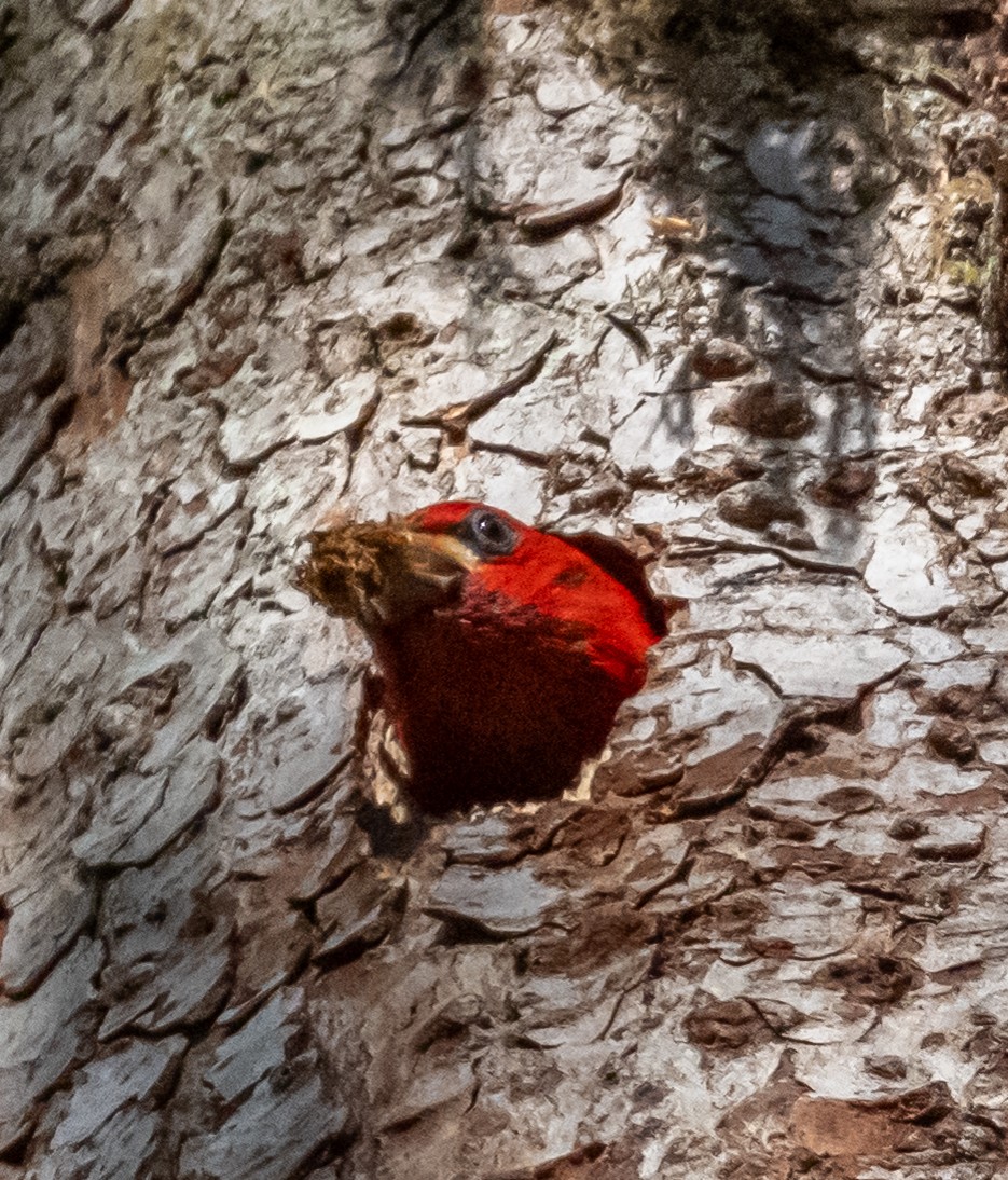 Red-breasted Sapsucker - Richard Niemeyer