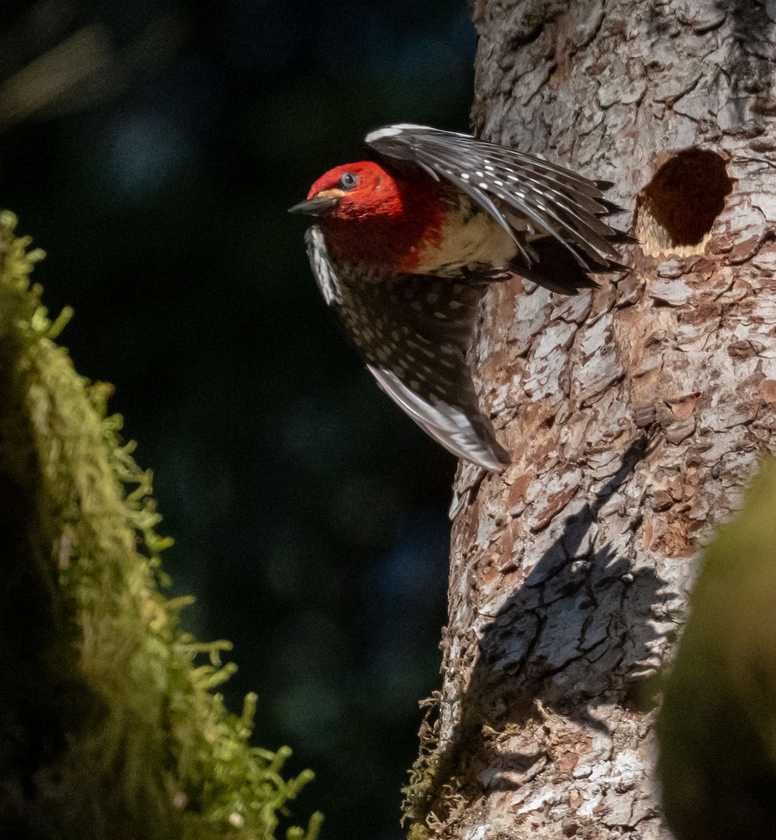 datel červenoprsý - ML636957039