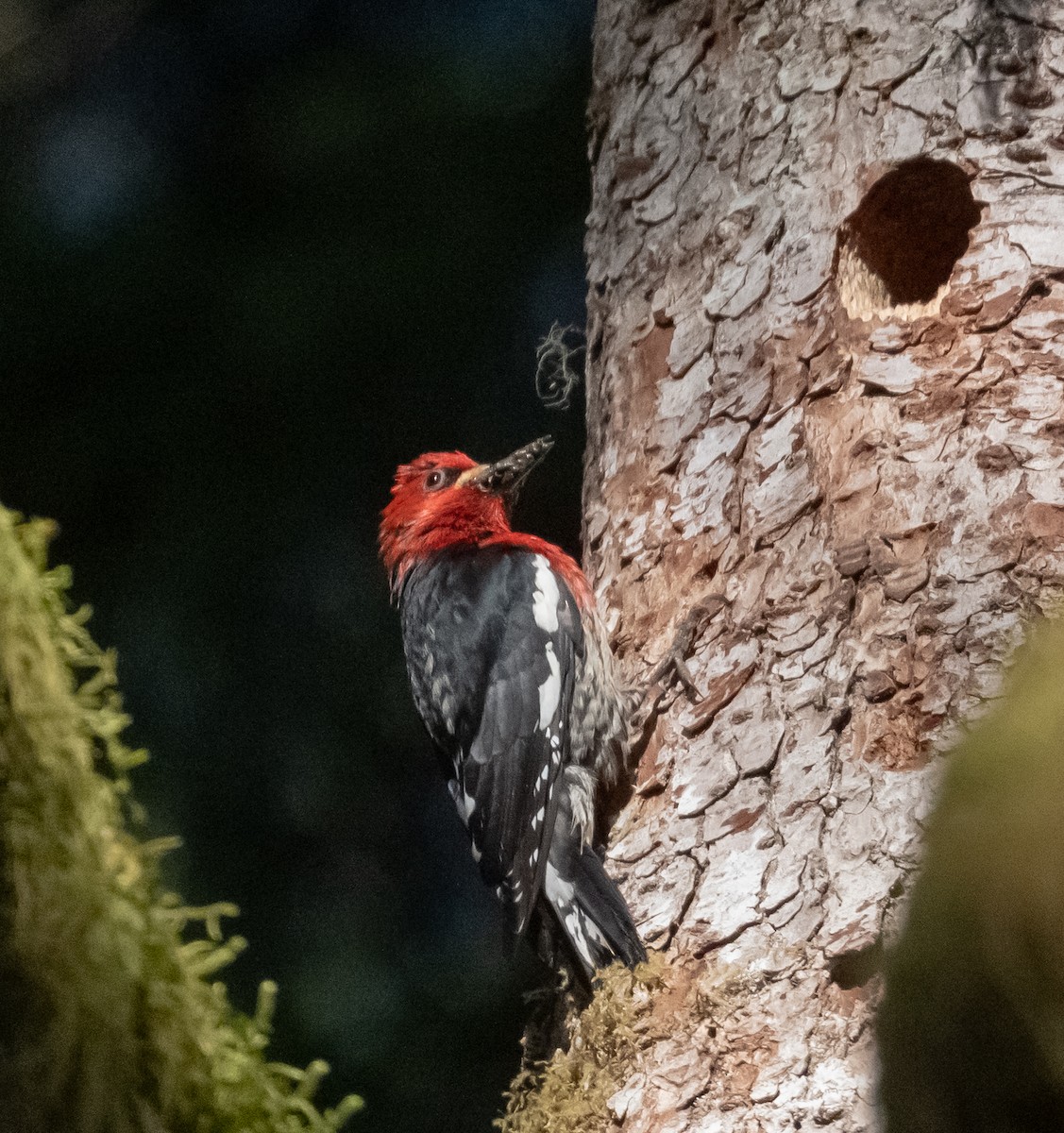 datel červenoprsý - ML636957040