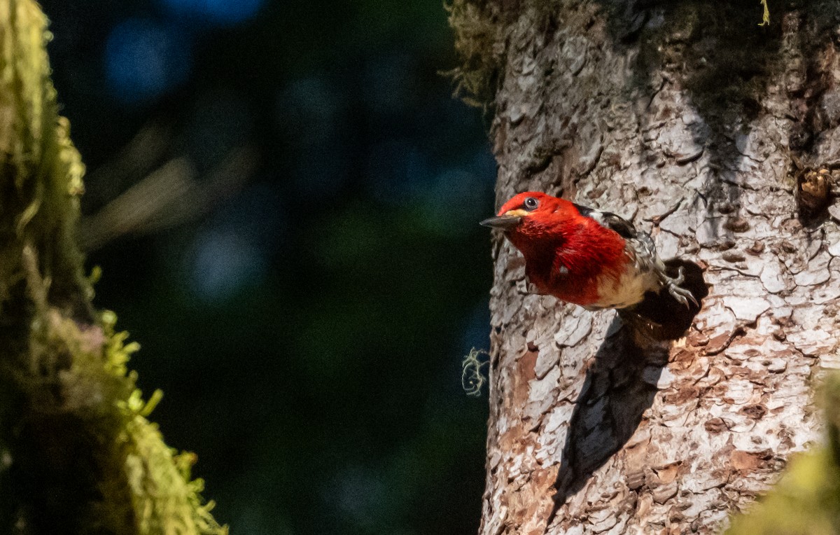 datel červenoprsý - ML636957042